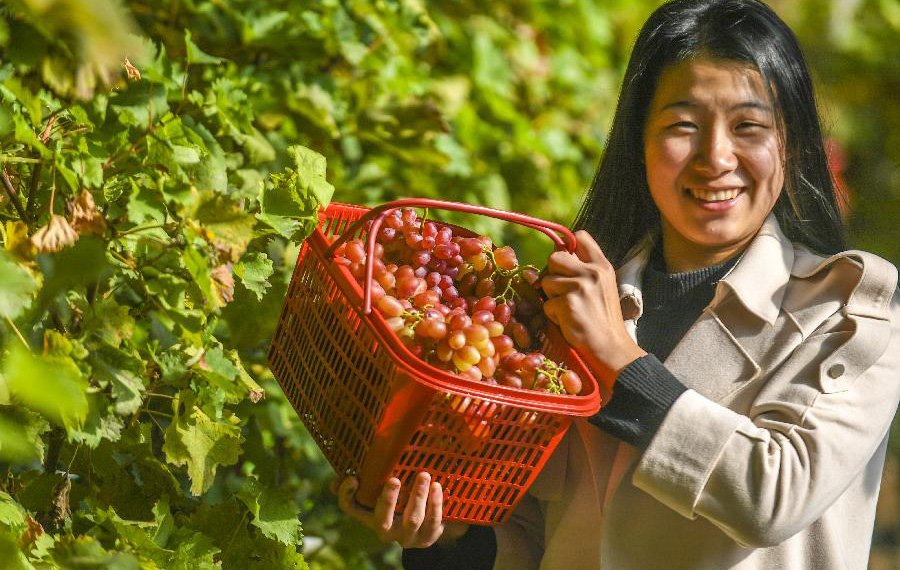 زراعة العنب لزيادة الدخل في محافظة شيانغخه بمقاطعة خبي شمال الصين