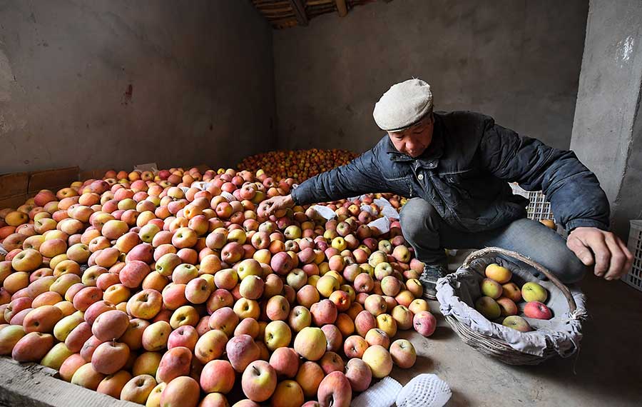 قاعدة رئيسية لانتاج التفاح في شمال غربي الصين