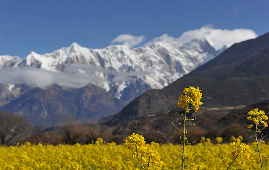 مناظر حقول زهور الكانولا في نيينغتشى بمنطقة التبت الذاتية الحكم بجنوب غربي الصين