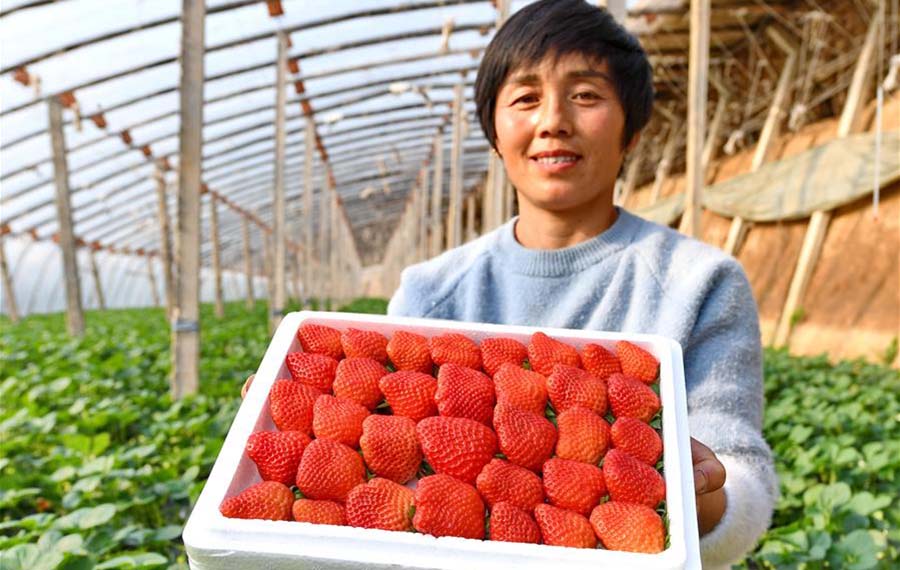 حصاد ثمار فراولة الدفيئة