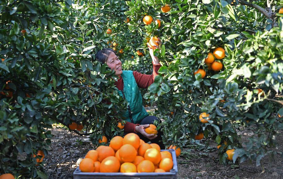 حلول موسم حصاد البرتقال في مقاطعة جيانغشي بشرقي الصين