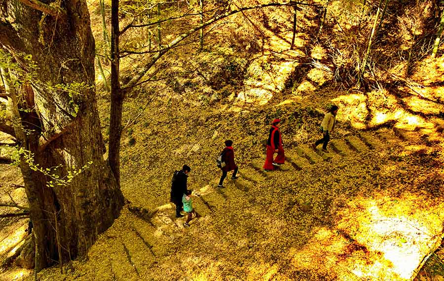 أوراق الجنكة ذهبية في الشتاء تجذب الزوار في مقاطعة فوجيان بجنوب شرقي الصين