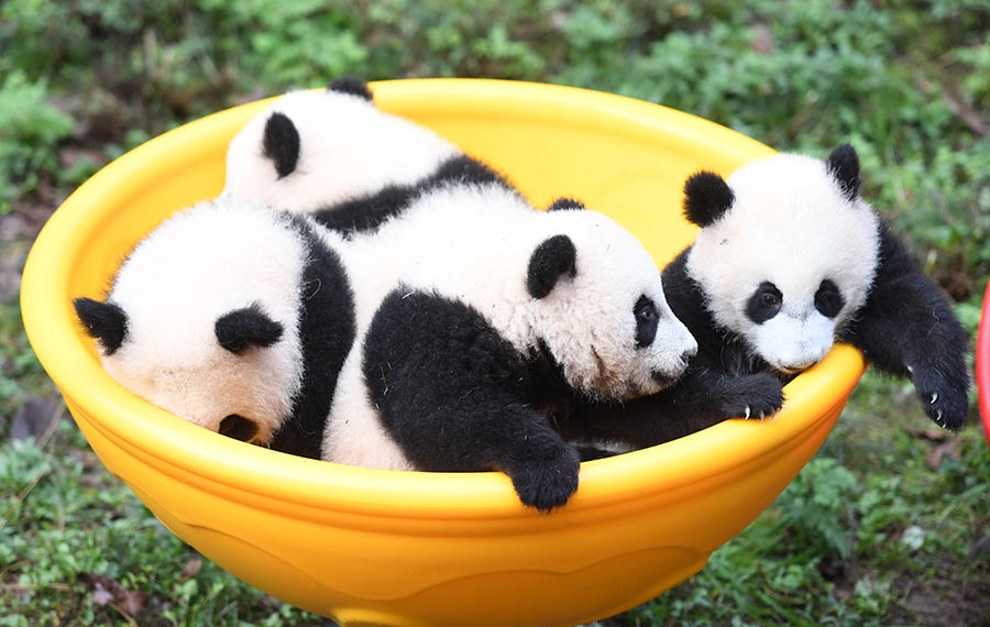 أربعة من دياسم الباندا العملاقة في جنوب غربي الصين