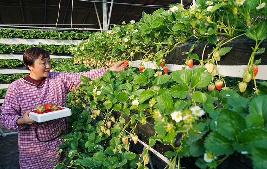 زراعة الفراولة في الدفيئة في الشتاء بشمالي الصين
