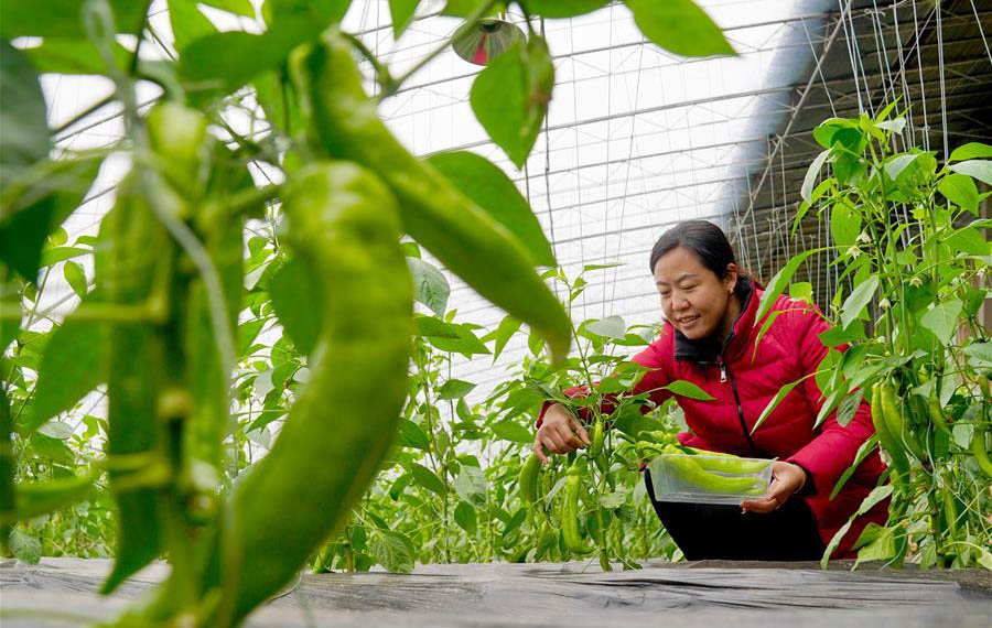 زراعة الخضروات في الدفيئة في الشتاء بشمالي الصين