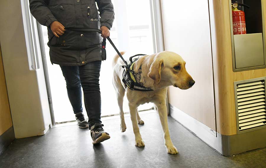 تدريب كلاب مرشدة لمساعدة الركاب ضعاف البصر في الصين