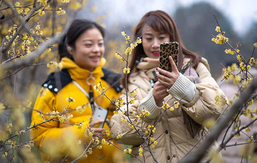 تفتح زهور البرقوق في مدينة ووهان بوسط الصين