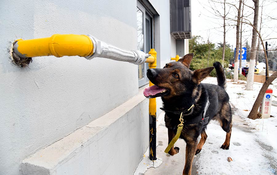 استخدام كلب خاص لضمان سلامة أنابيب الغاز خلال عيد الربيع في مقاطعة صينية