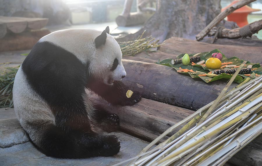 الباندا العملاقة تأكل طعام "جياوتسي" لاستقبال السنة القمرية الجديدة بمدينة هايكو بمقاطعة هاينان الصينية