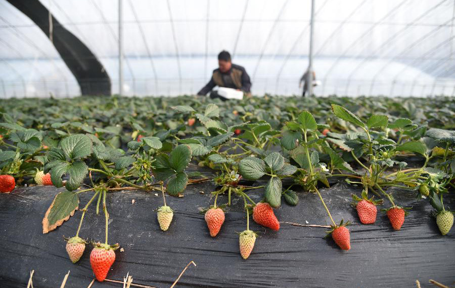 زراعة الفراولة في مدينة ريتشاو بمقاطعة شاندونغ تساعد على تخفيف حدة الفقر