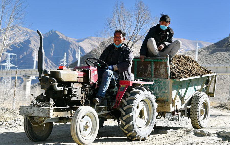 فلاحو التبت مشغولون في أعمال زراعية