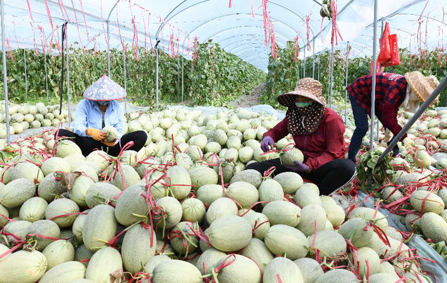 مزارعون يستقبلون موسم الذروة لحصاد شمام هامي في مقاطعة هاينان بجنوب الصين