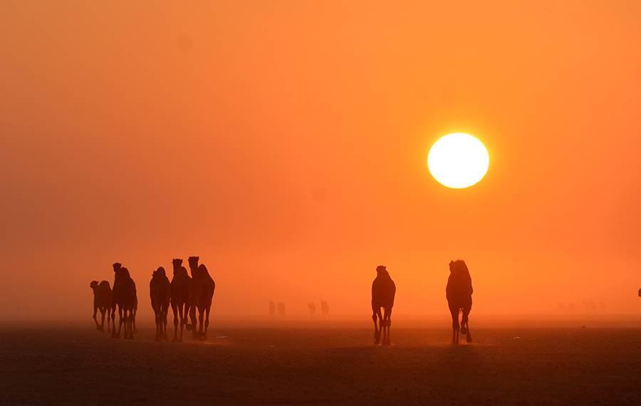 الجمال تسير في الصحراء عند شروق الشمس في محافظة الجهراء، الكويت