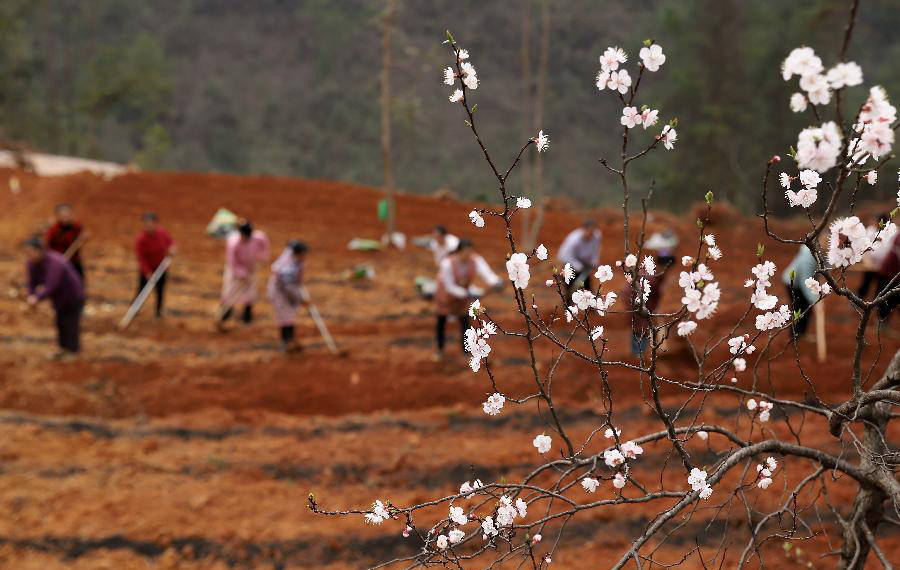 فلاحون يبدؤون الزراعة الربيعية في جنوب غربي الصين