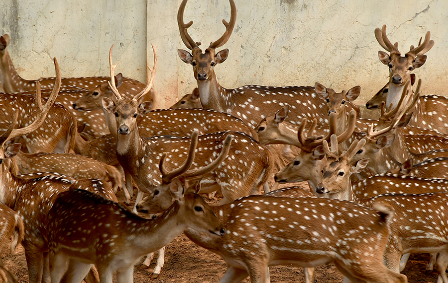 الحيوانات في حديقة حيوانات بنجلاديش الوطنية في دكا، بنجلاديش