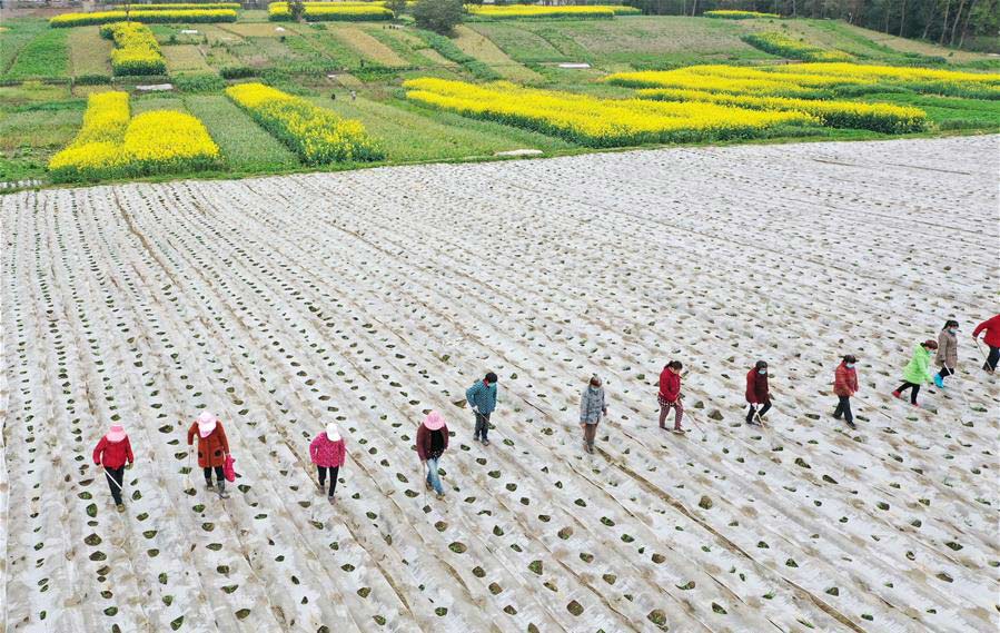 الزراعة الربيعية في الصين