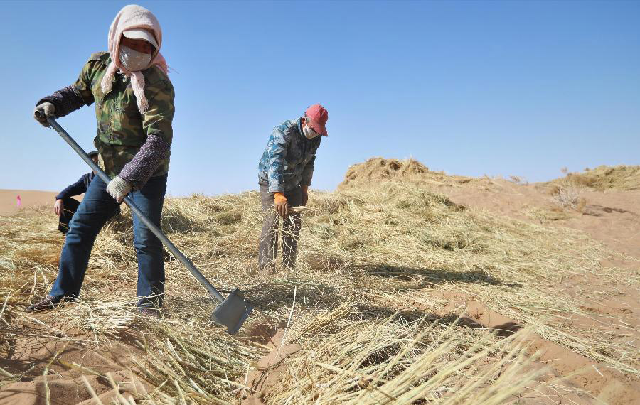 بناء شبكات عشبية مربعة لمكافحة التصحر في شمال غربي الصين