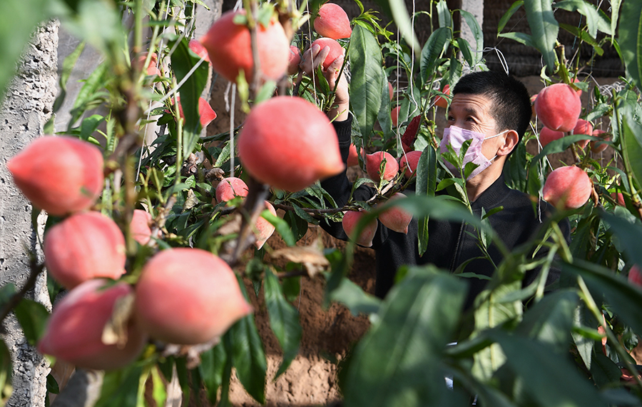 مزارعون يحصدون ثمار الخوخ في مقاطعة خبي بشمالي الصين