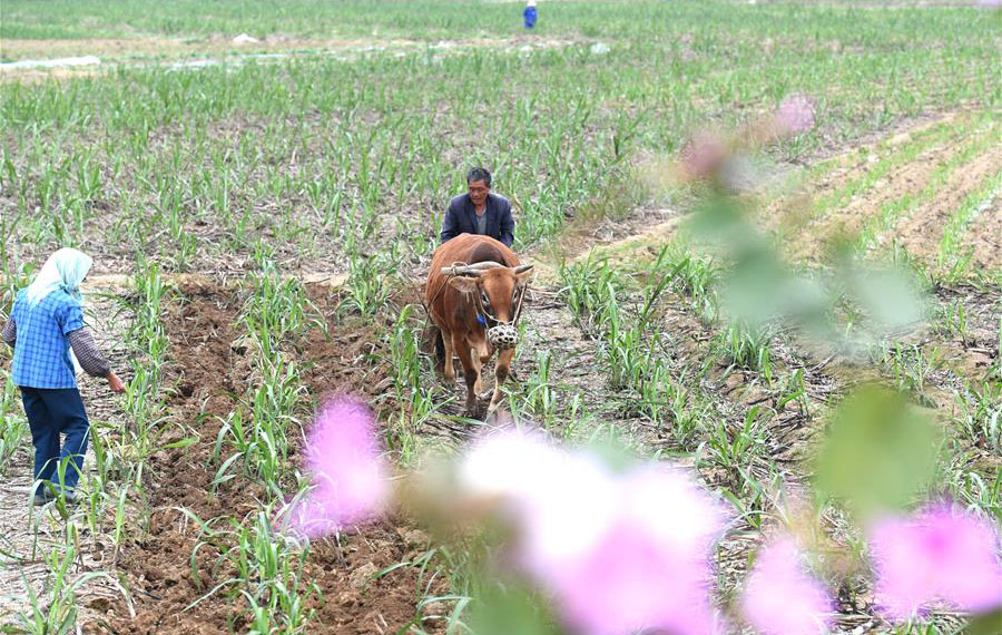 حلول موسم الزراعة لفصل الربيع في جنوبي الصين
