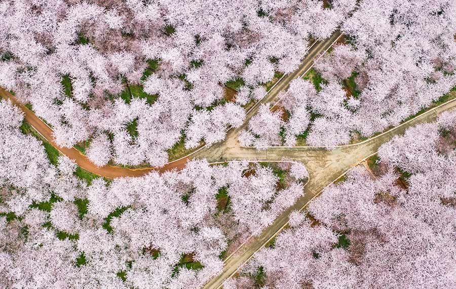 المناظر الربيعية الرائعة لأزهار الكرز بمقاطعة قويتشو
