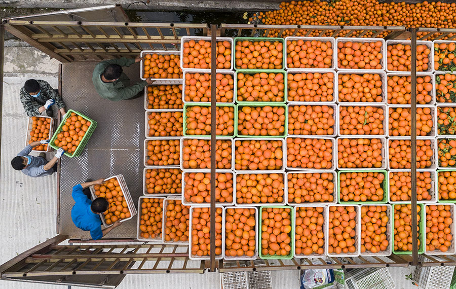 حصاد البرتقال في هوبي بوسط الصين