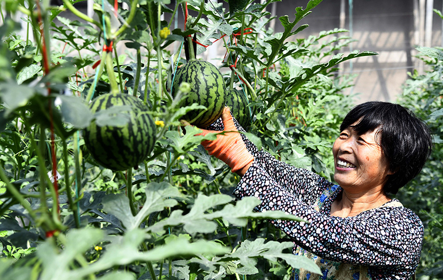 نضوج البطيخ في شرقي الصين