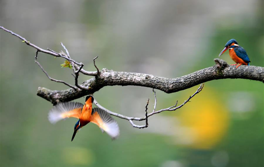 طائر الرفراف في حديقة بمدينة فوجيان بجنوب شرق الصين