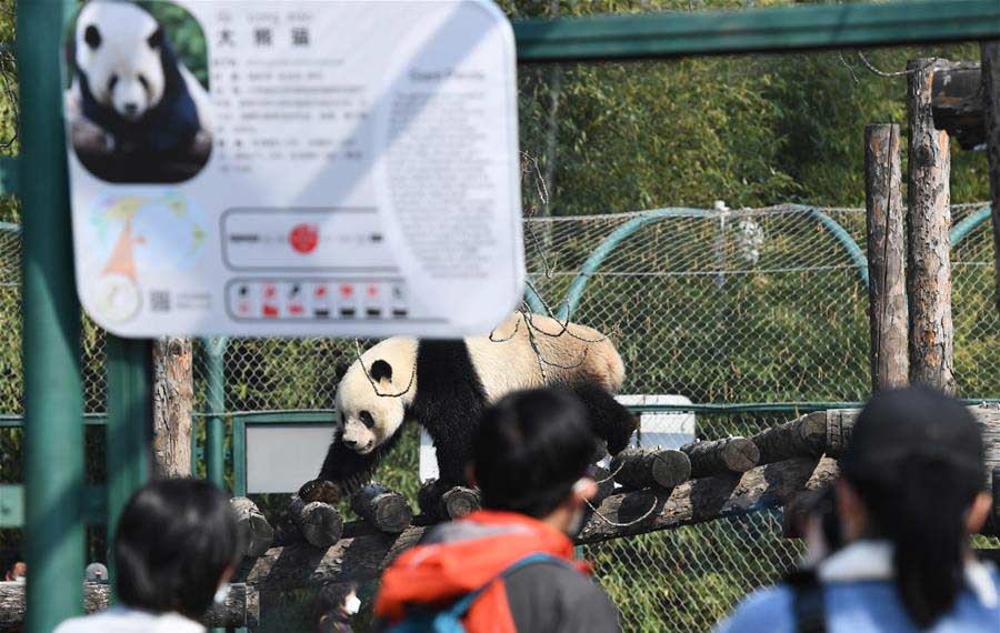 استئناف العمل بحديقة الحيوان في بكين