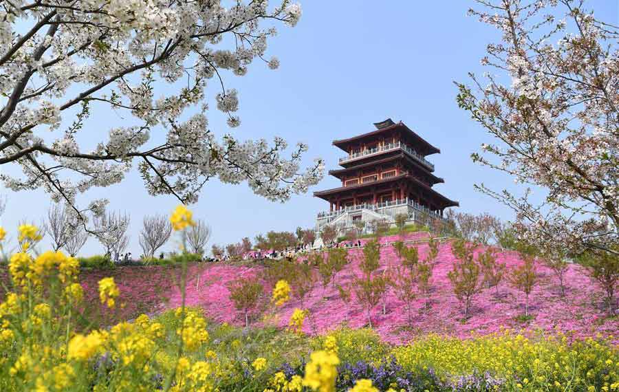 مناظر أزهار الكرز الجميلة في مدينة شينغيانغ بمقاطعة خنان بوسط الصين