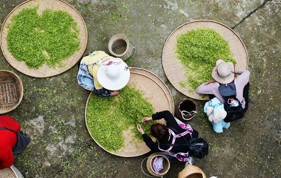 حصاد أوراق الشاي بجنوب غربي الصين