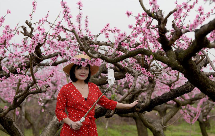 الصين الجميلة: زوار يتمتعون بجمال زهور الخوخ في مدينة شيآن بمقاطعة شنشي
