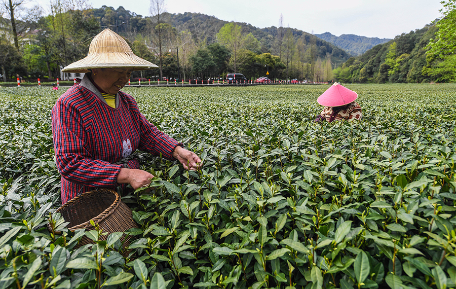 حصاد أوراق شاي لونغ جينغ بمنطقة البحيرة الغربية في مقاطعة تشجيانغ