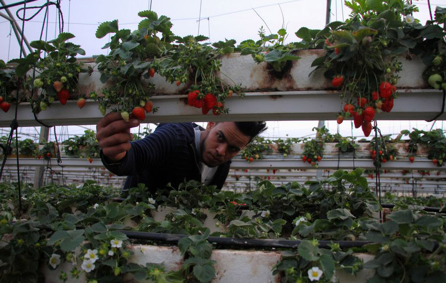 (وسائط متعددة) الفراولة في غزة