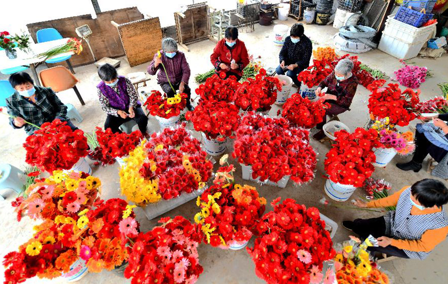 زراعة الأزهار تساعد القرويون على زيادة دخل والحد من الفقر في مقاطعة شاندونغ بشرقي الصين