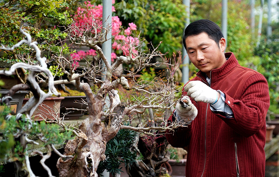 زراعة الزهور والاشجار تدعم النمو الاقتصادي في محافظة بوسط الصين