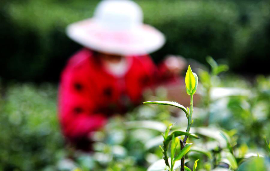 قطف أوراق الشاي في وسط الصين