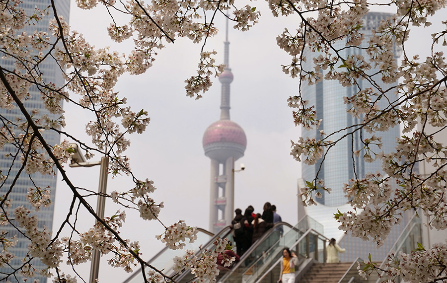 تفتح زهور الكرز في مدينة شانغهاي