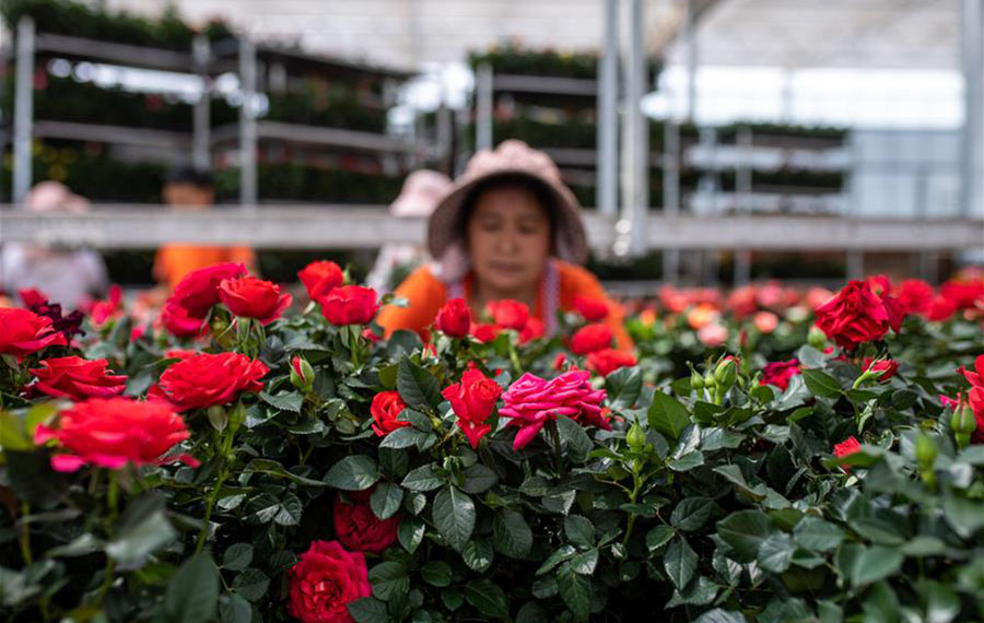 صناعة زراعة الزهور في يوننان