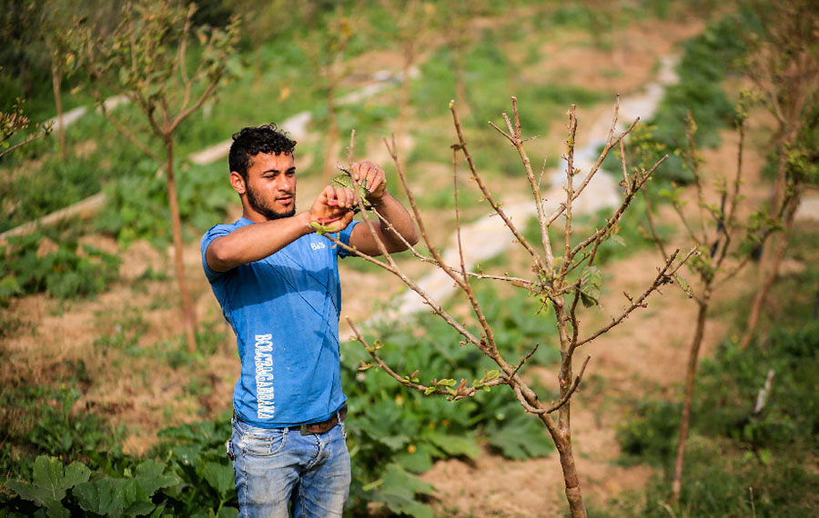 (وسائط متعددة) مزارعون في غزة