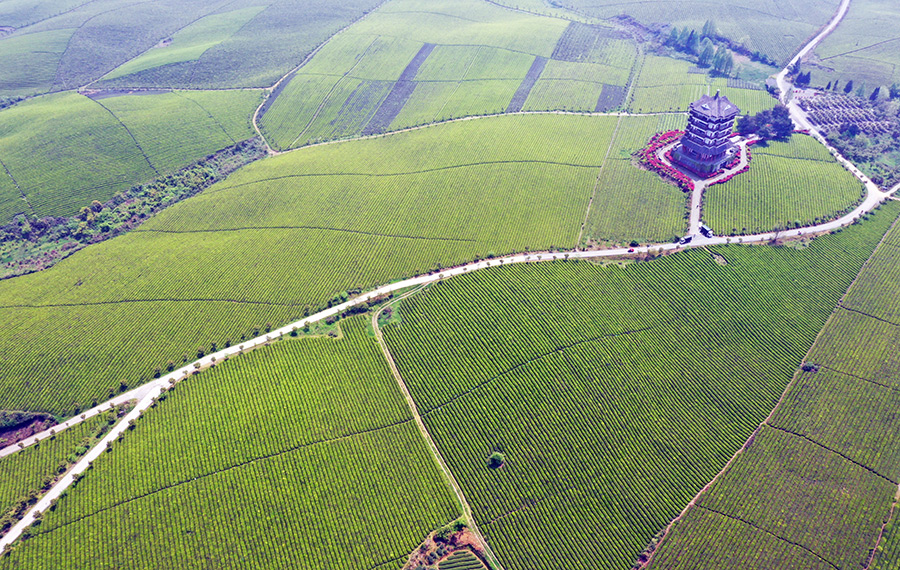 حديقة الشاي في مقاطعة قويتشو بجنوب غربي الصين