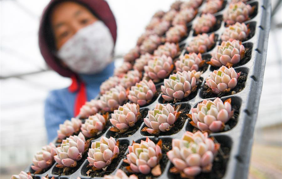 تربية نباتات الزينة لتطوير الزراعة بشرقي الصين