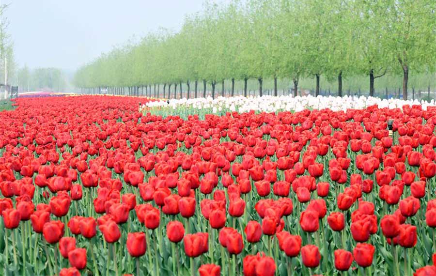 تفتح الزهور في حديقة بمدينة تيانجين بشمال الصين
