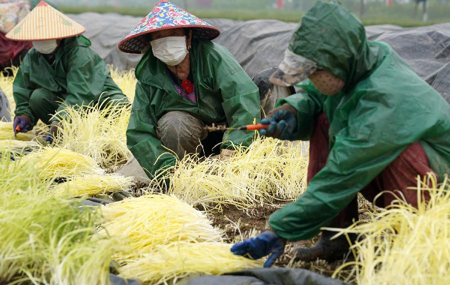 حصاد الكراث الأصفر بشرقي الصين