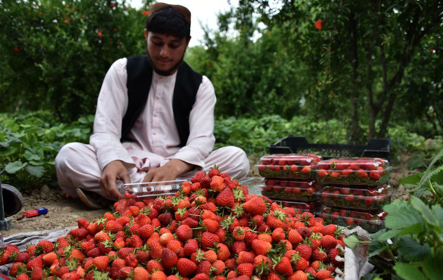 (وسائط متعددة) مزارعون أفغان في موسم قطاف الفراولة