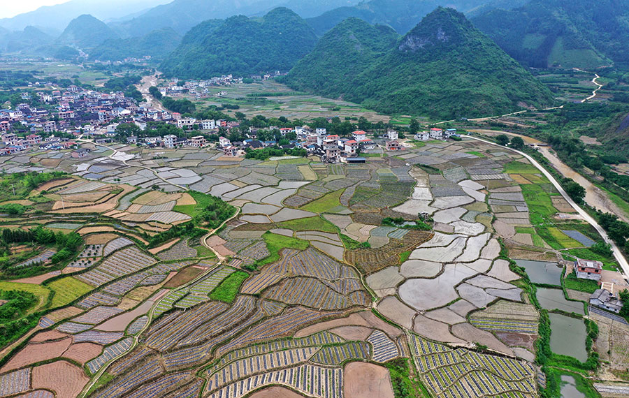 مناظر خلابة للأراضي الزراعية في منطقة قوانغشي ذاتية الحكم لقومية تشوانغ بجنوبي الصين