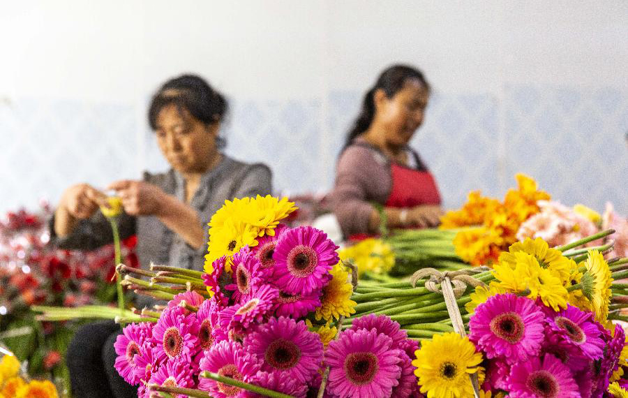 زراعة الأزهار للمساعدة على الحد من الفقر في مقاطعة قويتشو