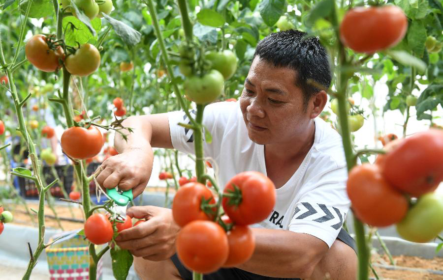 الزراعة في الدفيئات تساعد على زيادة دخل المزارعين في محافظة بجنوبي الصين