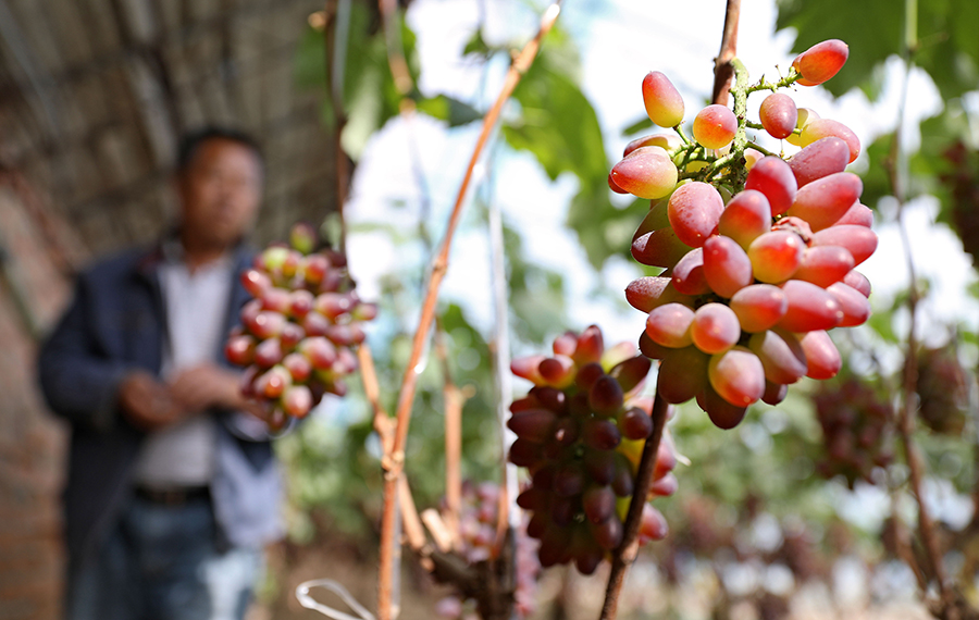 زراعة الفواكه والخضراوات في الدفيئات في شمال شرقي الصين