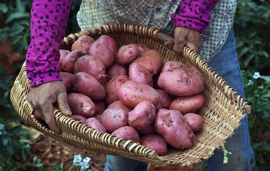 زراعة البطاطس لزيادة دخول المزارعين في مناطق جبلية في جنوب غربي الصين