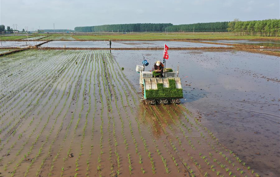 حلول موسم زراعة الأرز في شمالي الصين